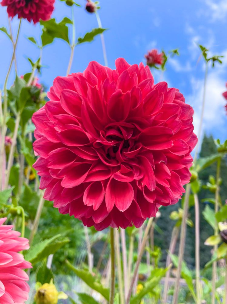A red/pink Dahlia in f patch of Dahlia beneath a bright blue sky with a couple of little clouds.