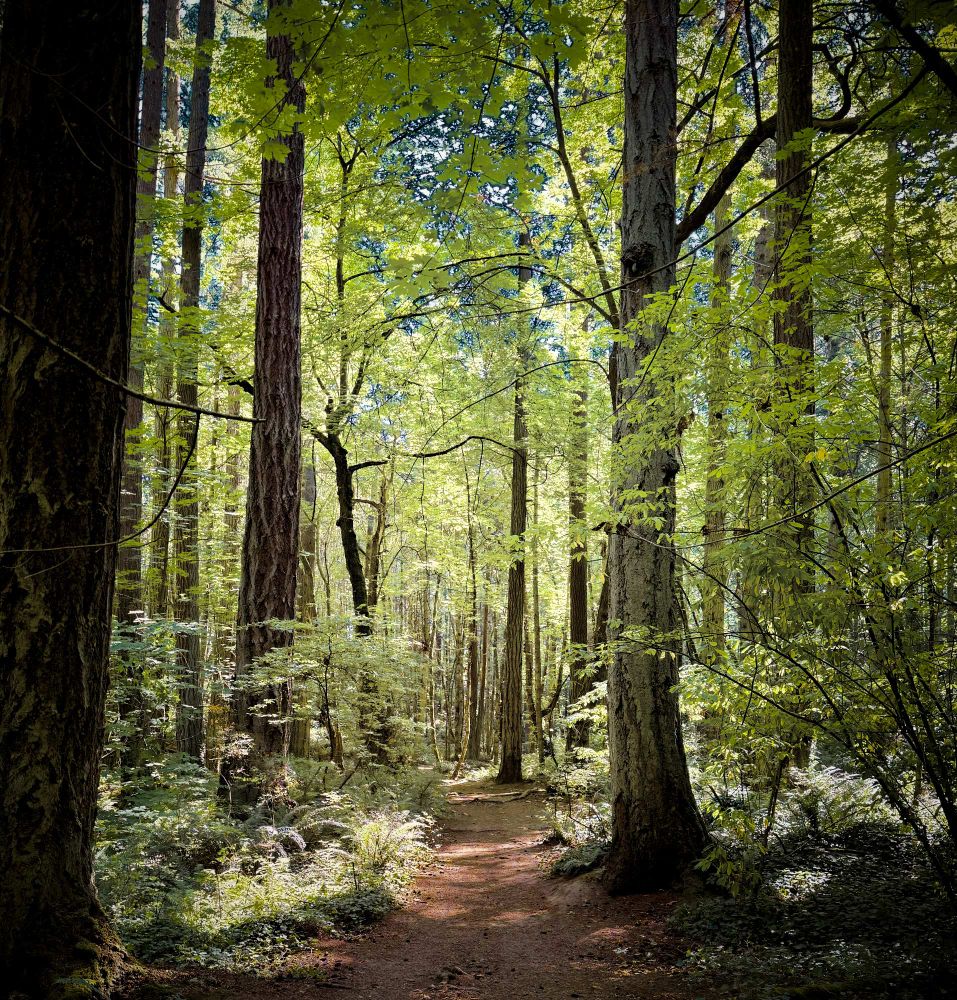 Deep in the forest a manicured reddish trail winds through tall trees. The leaves of the trees are illuminated with a mid day sun and blue sky peeks through the branches in the canopy above. Forest floor is lined with ferns and shrubbery. The end of the path is not visible.
