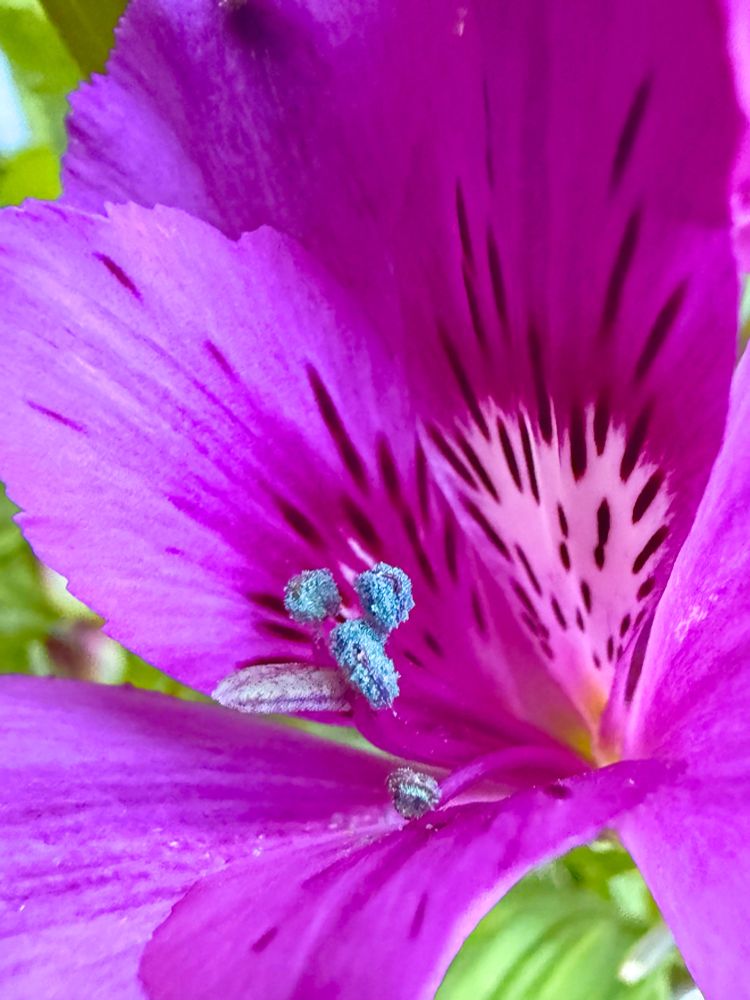 A bright purply/pink Alstroemeria with with blue fuzzy pistils on a green background