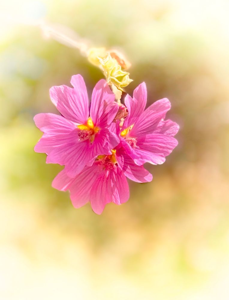 Three little pink Hibiscus dangling at the end of a branch. Spotlighted by a white vignette 