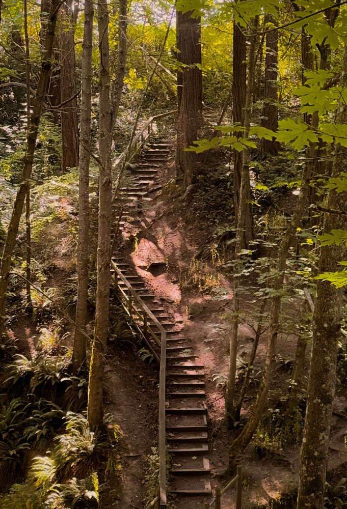 Deep in the forest, long windy wooden stairs ascend a dirt cliff. Filtered light beams through the tall skinny evergreen trees slightly illuminating the red earth. Ferns smatter the forest floor. It is a steep incline, the top of the stairs is not visible.