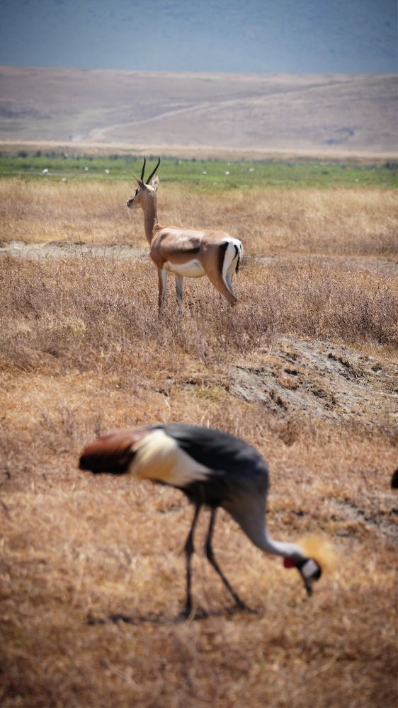 Thomson-Gazelle blickt in die Savanne, im Vordergrund Kronenkranich.