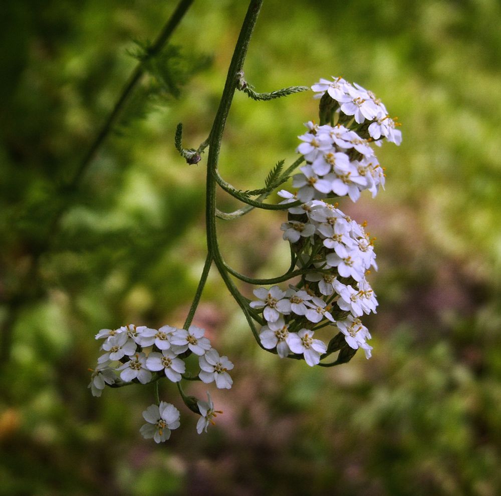 Common Yarrow (Achillea millefolium); five flat-topped clusters of numerous white florets with yellow centers. This plant is actually growing downward and has a vine-like appearance with the  flower clusters facing upwards.