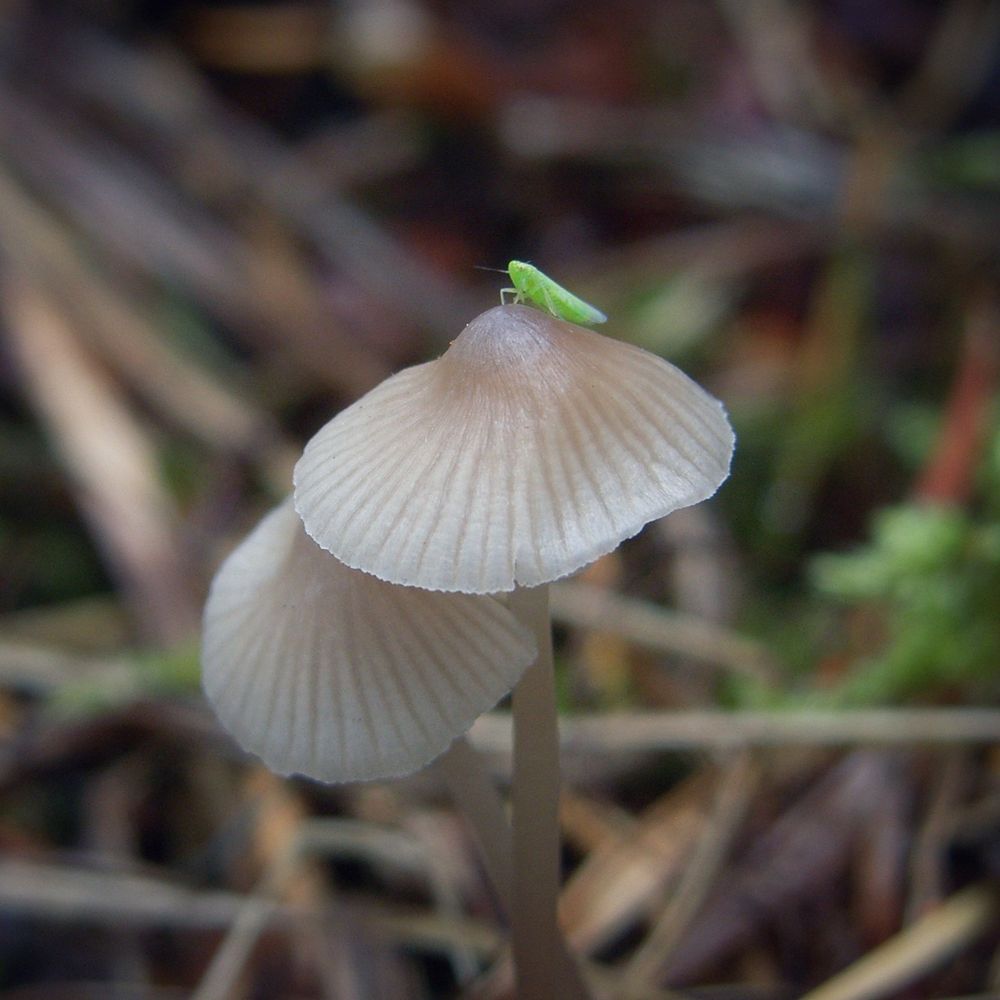 Pair of Bonnet (Mycena) mushrooms with a very small Katydid nymph sitting atop one; the Bonnets are conical shaped and flattening, light gray-brown with darker striations and umbo, stem is dark and slender. The Katydid nymph is bright green and very small, but mimics the adult form of a Bush Cricket.