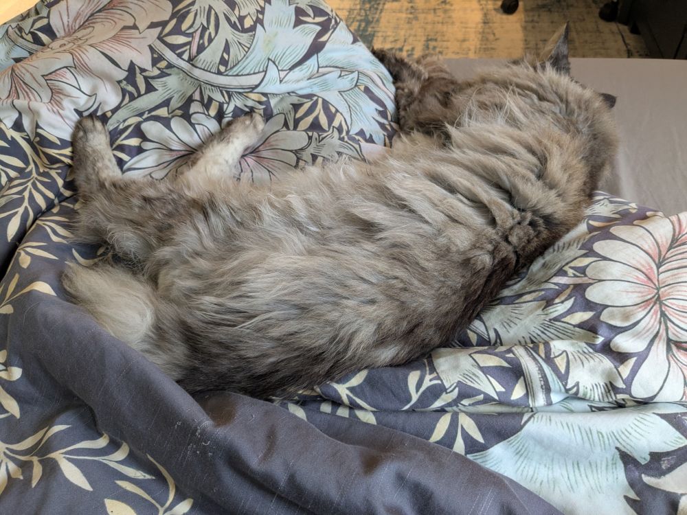 grey long-haired cat sprawled across an unmade bed