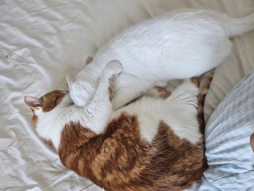 an orange cat and a white cat cuddling