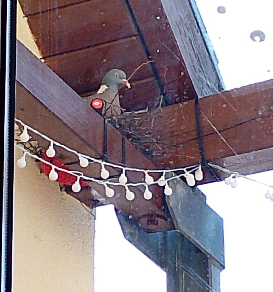 a photo taken through a balcony door of a pigeon sitting in the aforementioned nest