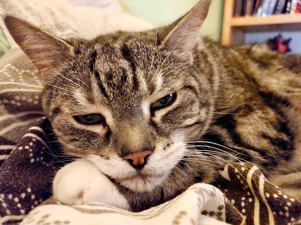 A headshot of a short-hair tabby. His chin is resting on his paw and he lazily looks at the camera.