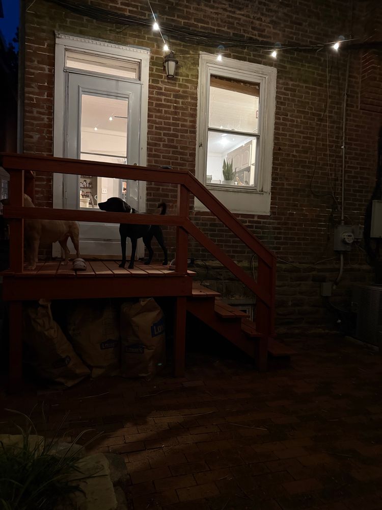 Two dogs on a dark porch with a few lights 