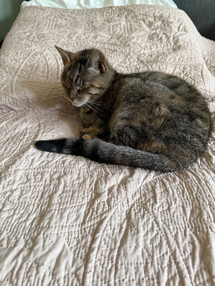 Gray cat on a white quilt 