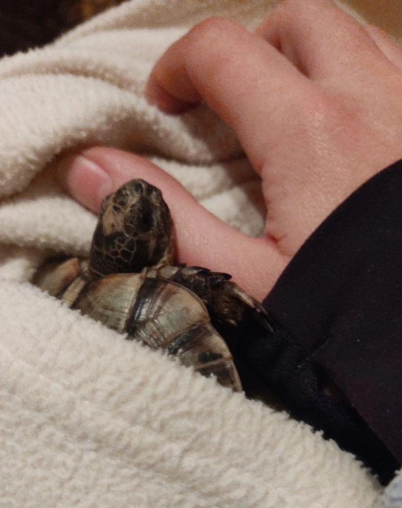 Penny, tortue graeca, qui dort avec la tête posée sur ma main.