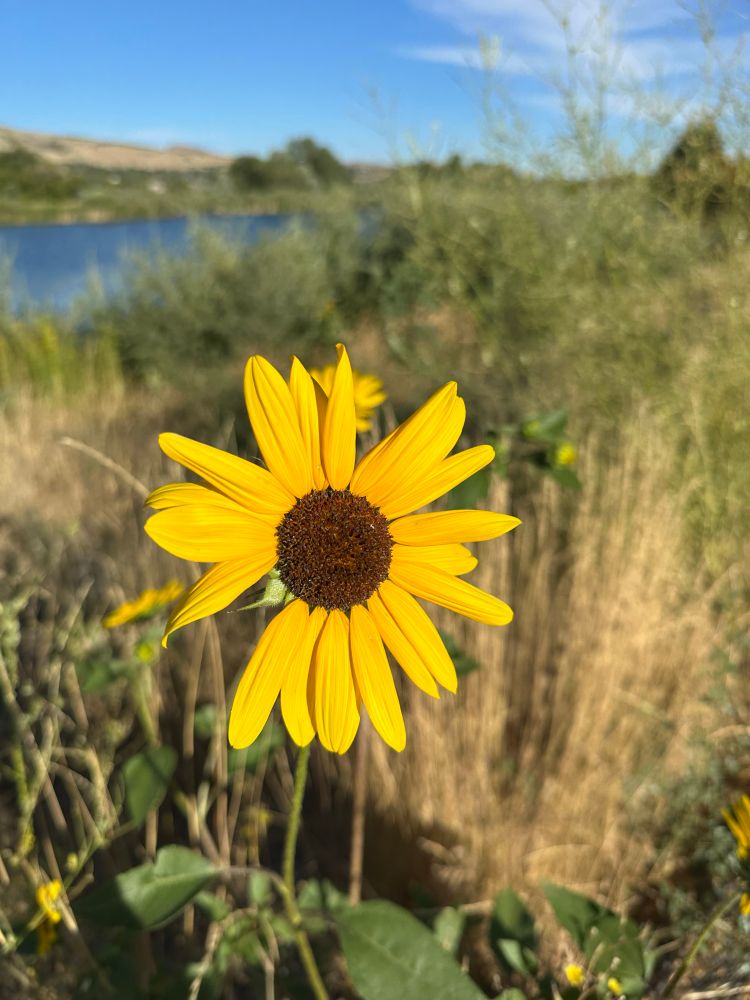 A bright yellow sunflower basking in the morning sun 