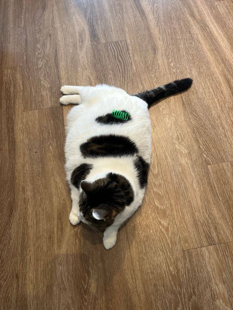 A pudgy white tabby cat is semi-flopped on a wood floor. A green spring toy has landed on one of her tabby spots. 