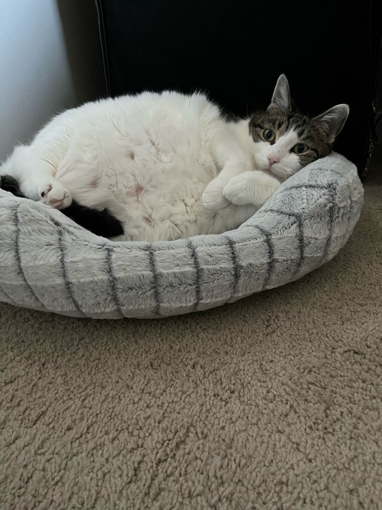 A round white tabby cat, curled up in a bed, her front paws tucked up under her chin.