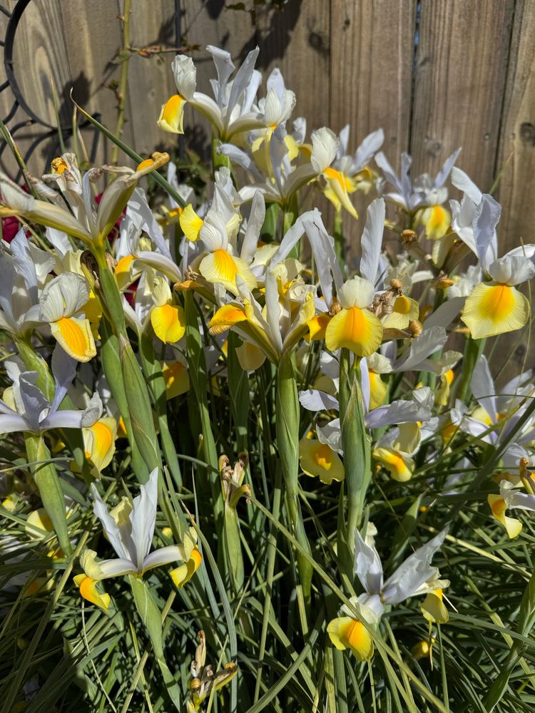 A giant cluster of planted irises against a wooden fence. Pale blue centers with yellow tips and long green stocks.