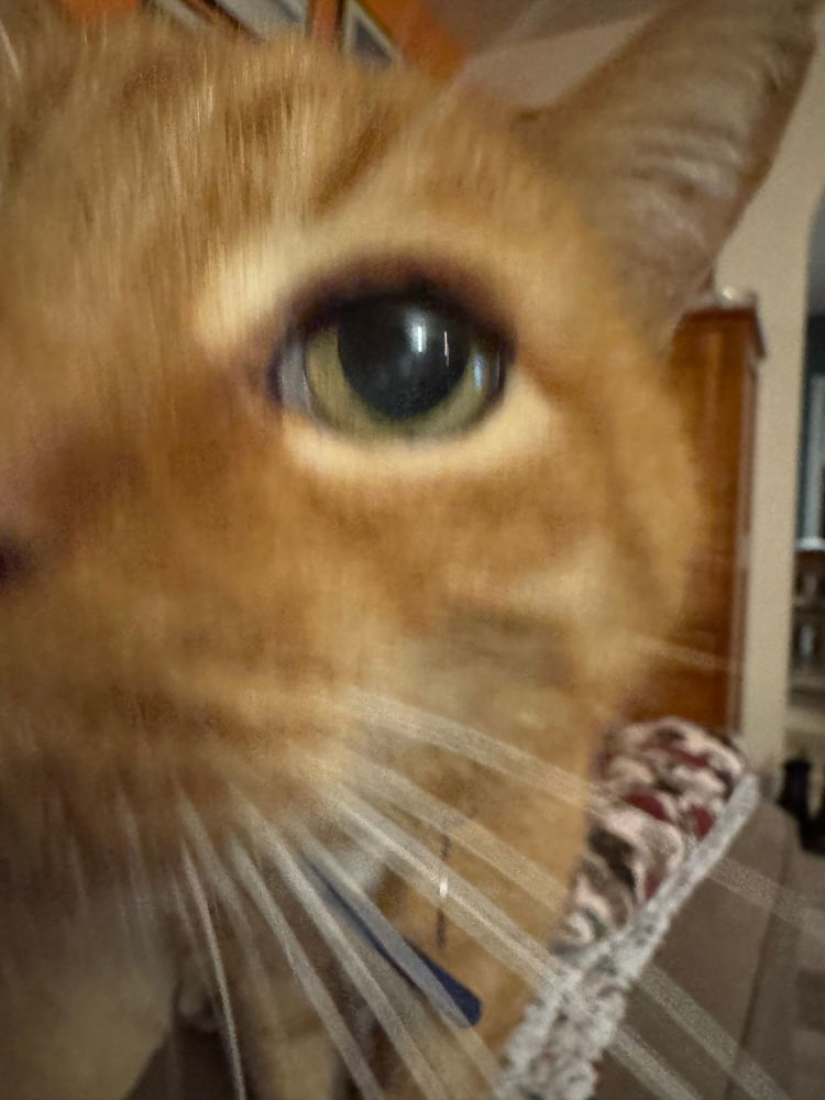 Extreme closeup of big orange tabby cat head butting the camera. Slightly blurry. In frame are 3/4s of his face, one eye and lots of whiskers.