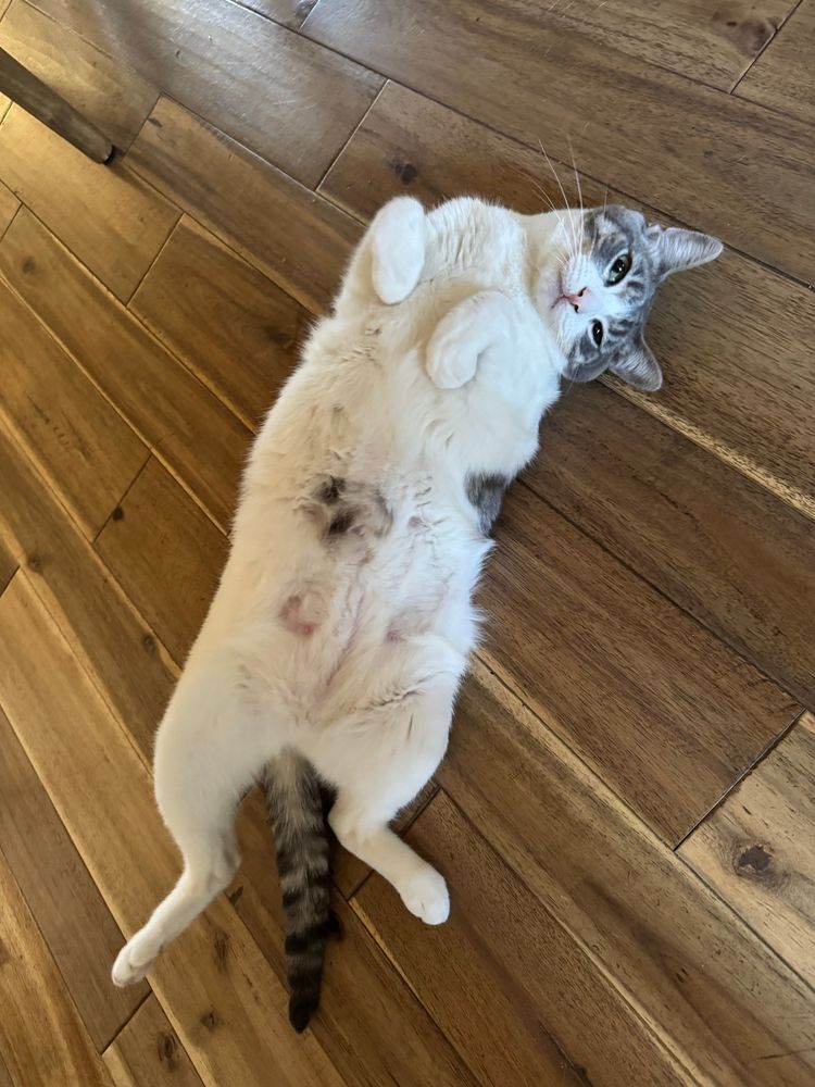A primarily white cat laying flat on her back on a wooden floor. She’s titling her head to her left side while looking at the camera. She has a grey splat on her white tummy, a grey stripped tail and grey ears. She has grey and black stripes branching out above each eye. Her eyes are green - but look yellow in the picture.