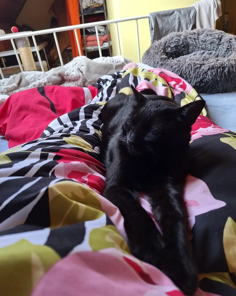 Schwarzer Kater liegt auf dem Bett auf der Decke auf meinen Beinen. Er hat die Augen geschlossen und geschnurrt.