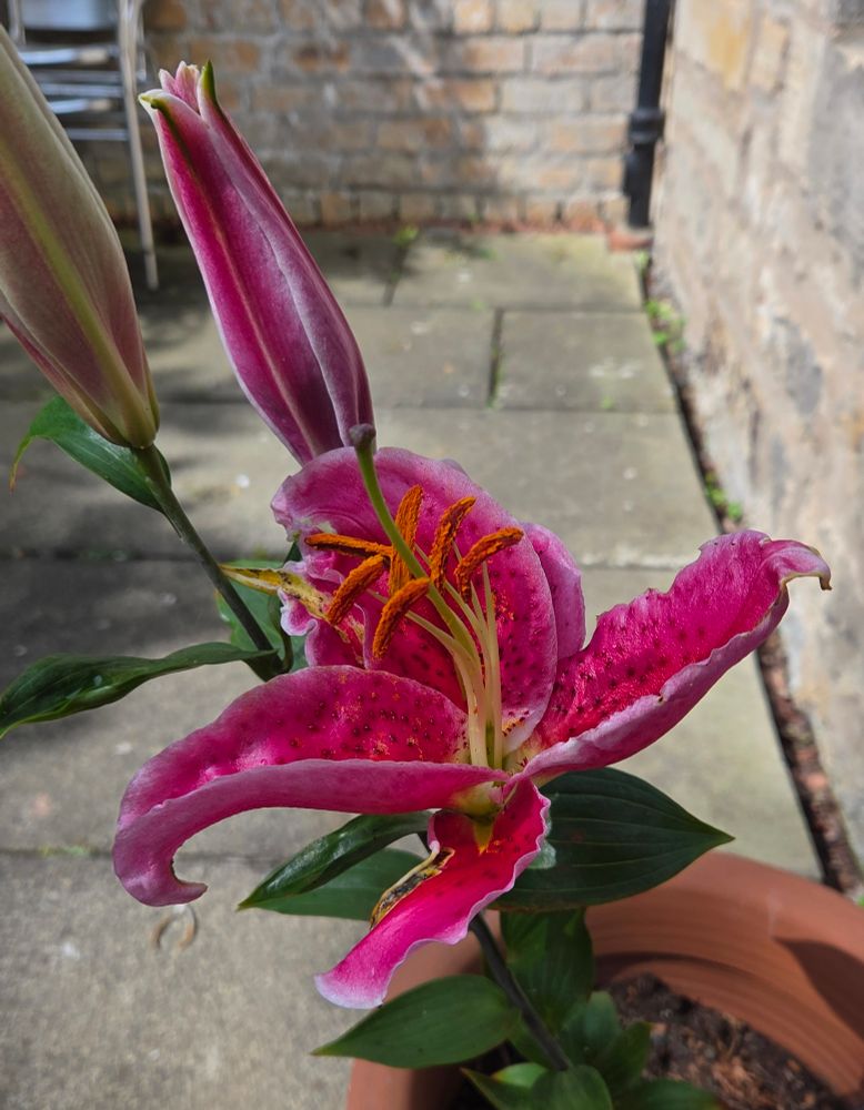A bloomed pink lily