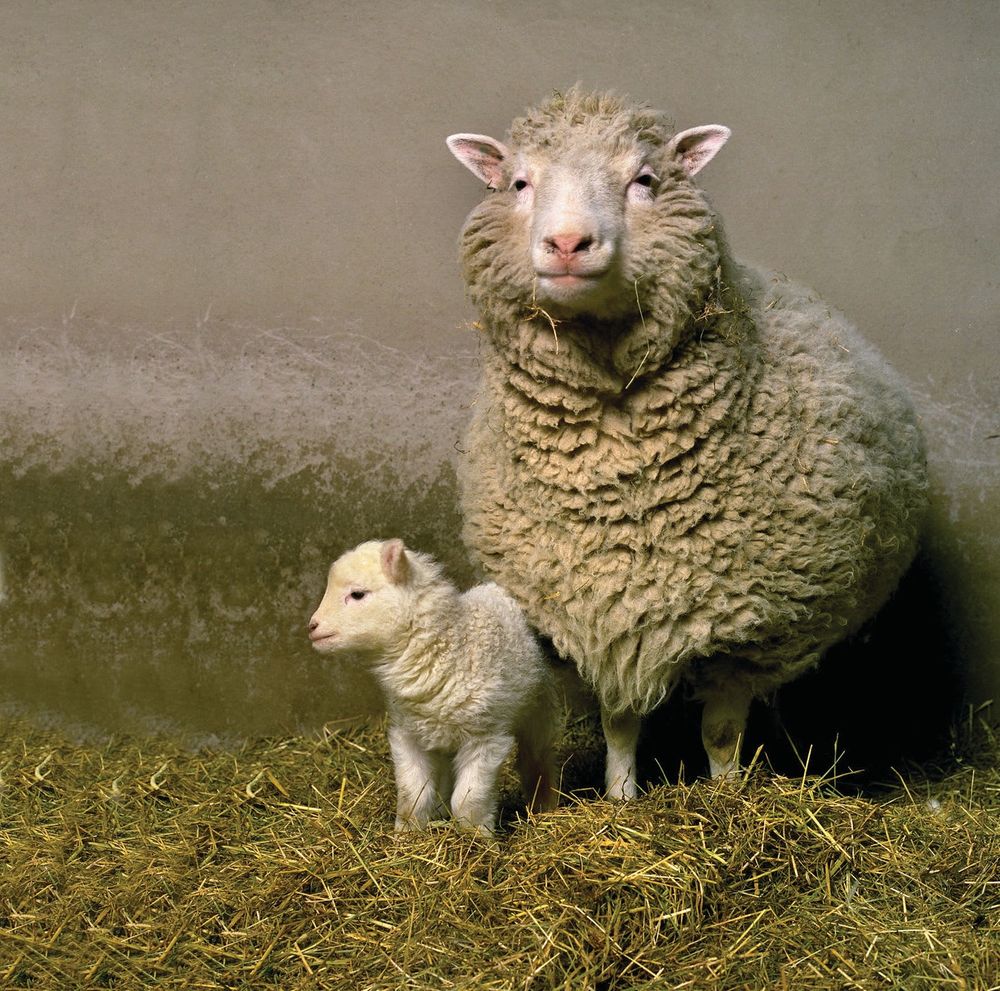 A picture of Dolly the cloned sheep and her daughter, Bonnie. Dolly is staring at the camera looking like a proud mama, and her lamb is looking very small and cute.