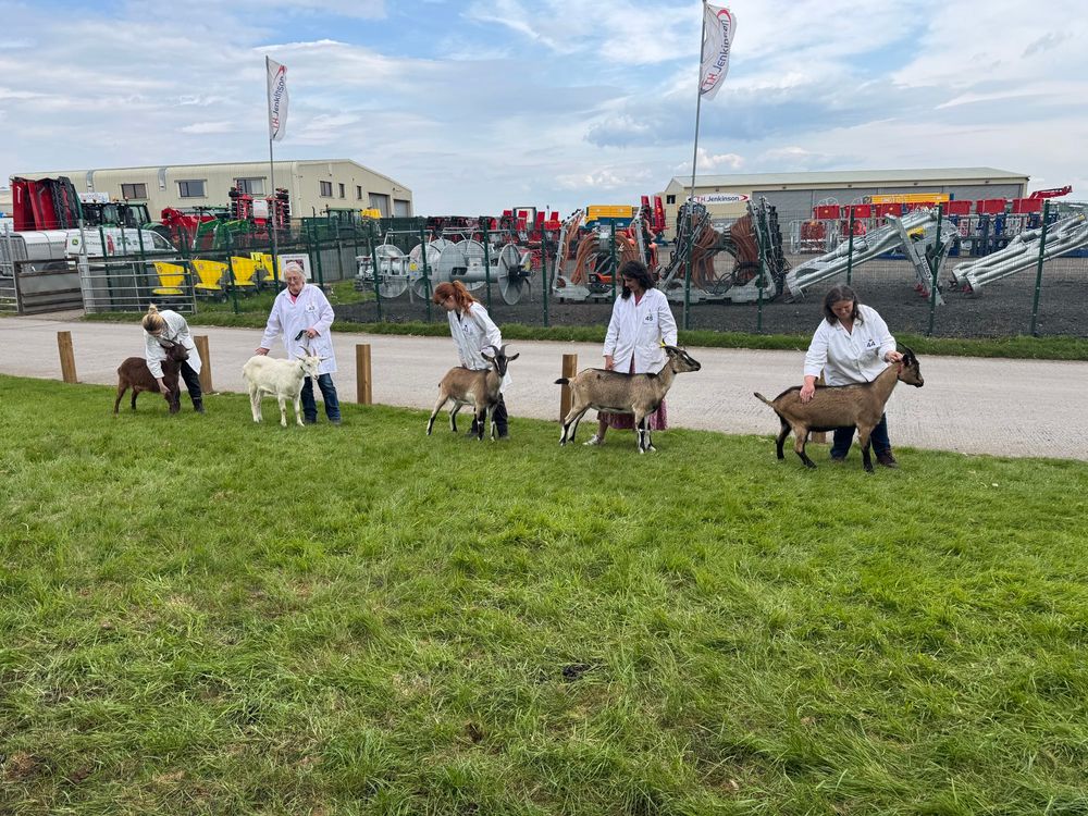 Lineup at Ayrshire Goat Club. Four English and Old English goats line up with their handlers, all of whom are in white coats. The goats are in shades of brown, one goat is cream (that’s my Eira, it’s me showing her). Bright green grass, small road, behind it various bits of big kit for tractors displayed for sale.