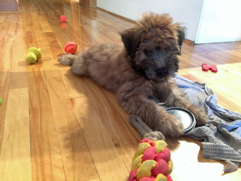 ソフトコーテッドウィートンテリア、幼犬