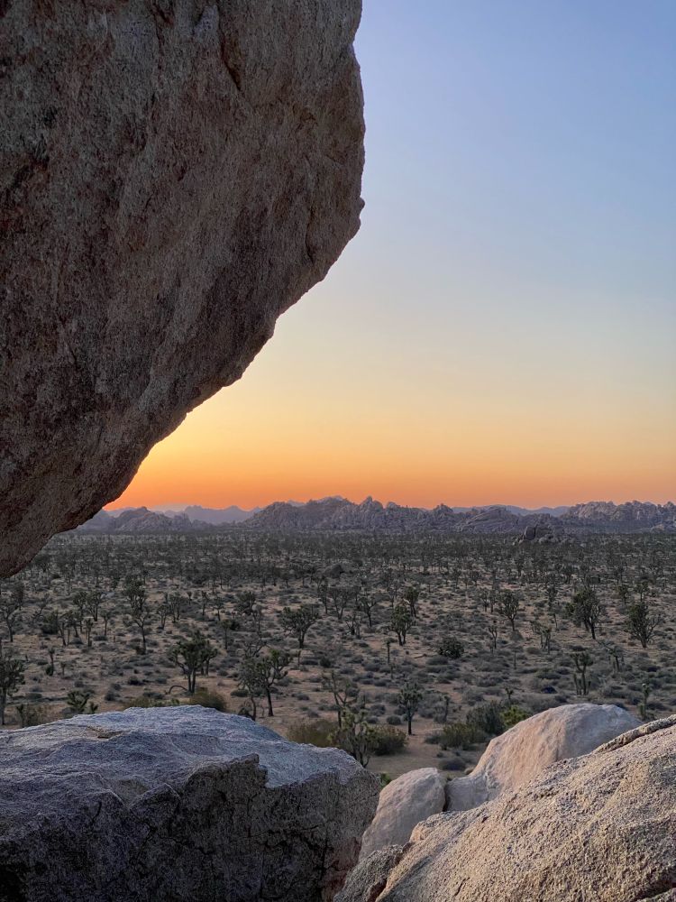 View from Headstone Rock at sunset with mountains in the distance and open field of Joshua Trees in foreground. 