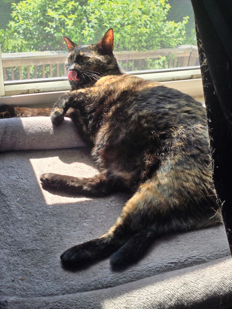 Tortoise shell cat relaxing in the sun on her. cat bed while licking her nose. 