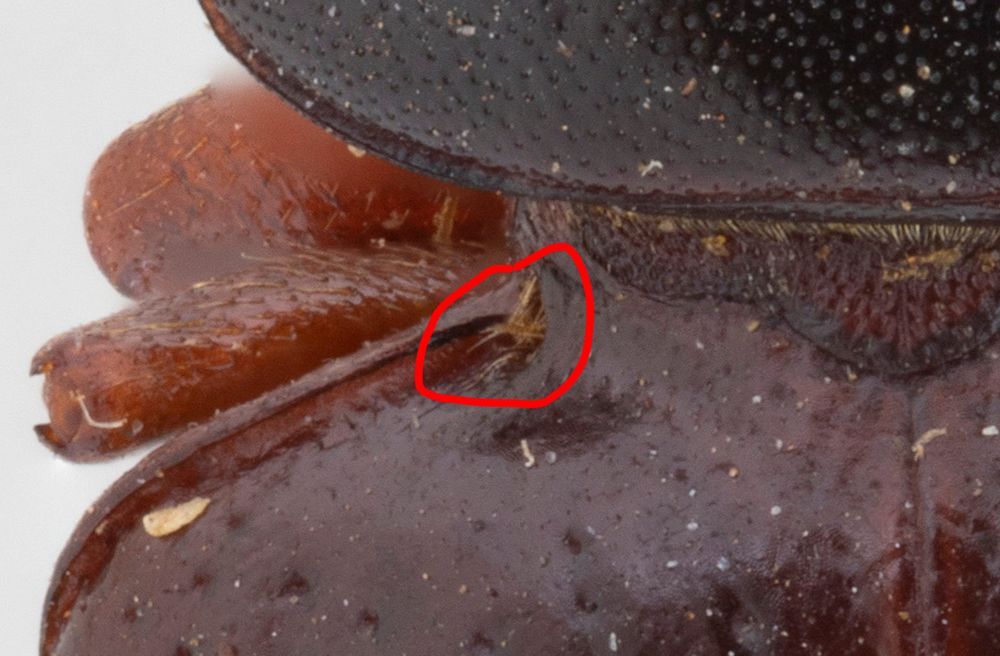 Close up photo of the top left of a shiny, reddish-brown beetle's elytron, with a small, setose depression circled in red.