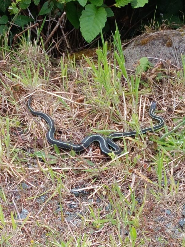 A garter snake resting in dried grass in front of a berry bush and rock