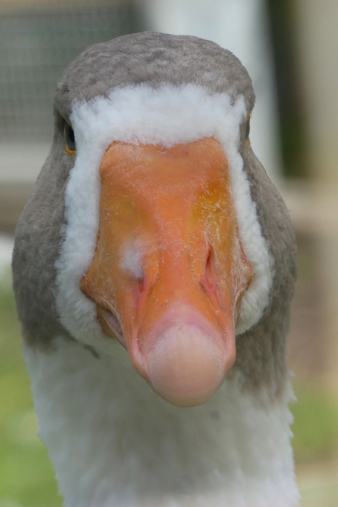 Tête d'une oie blanche et grise
