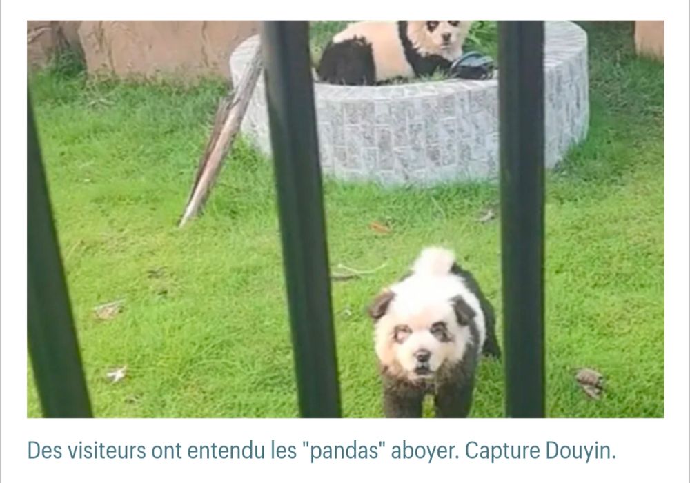 Un chien avec les oreilles peintes en noir