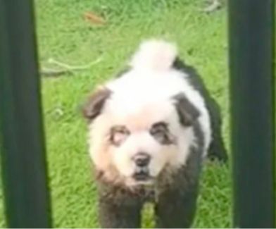 Vu de près ça ressemble quand même vachement a un chien