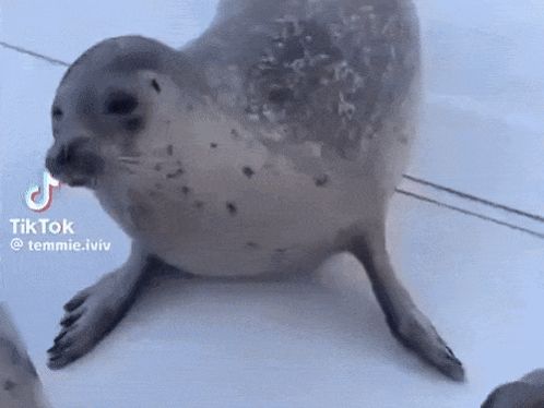 a seal is walking on a tile floor next to a dog .