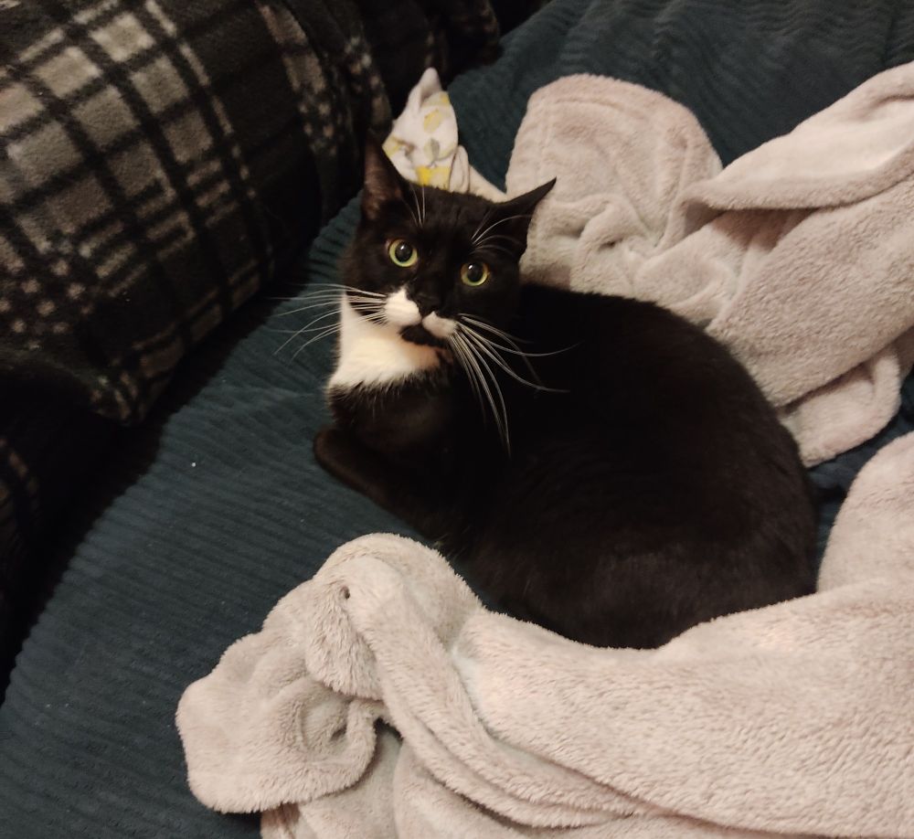 A picture of a black and white cat on a sofa.