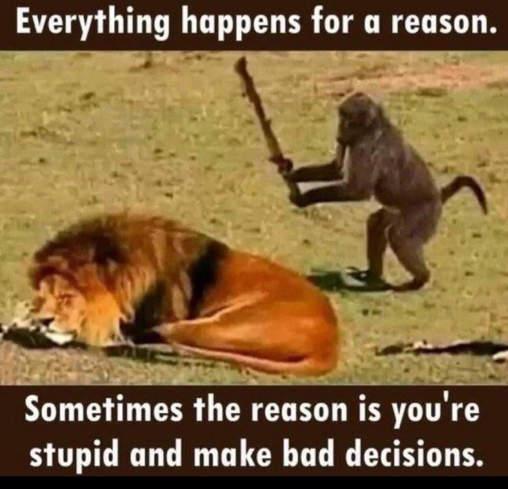 A monkey about to hit a sleeping line with a stick.. and the caption says everything happens for reason sometimes the reason is you're stupid and make bad decisions