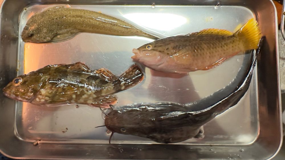 初めて釣ったヌメリゴチ。
美味しかったです！