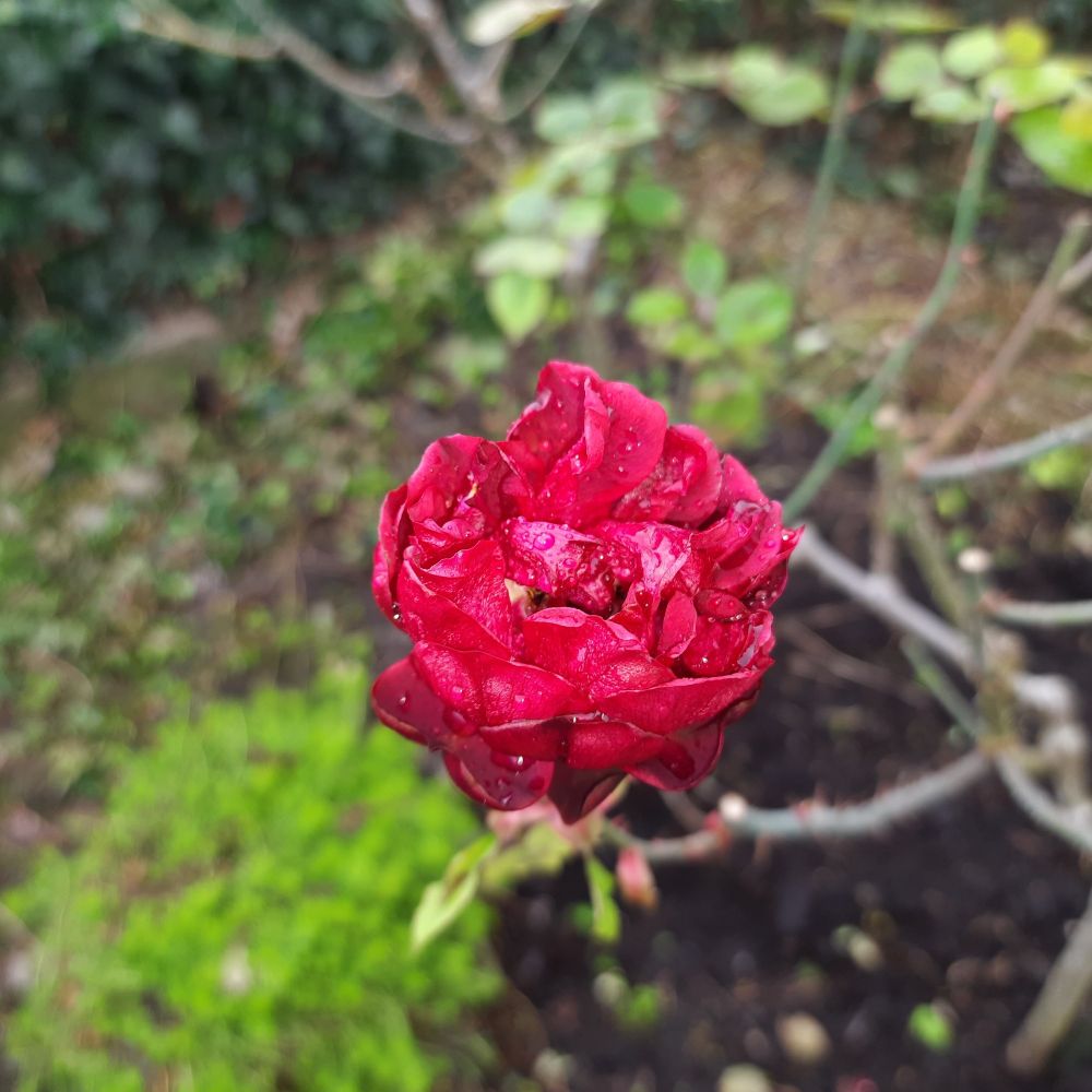 Rote, gefüllte Rosenblüte mit Regentropfen auf den Blütenblättern.
Im Hintergrund unscharf dunkle Gartenerde und grüne Rosenblätter