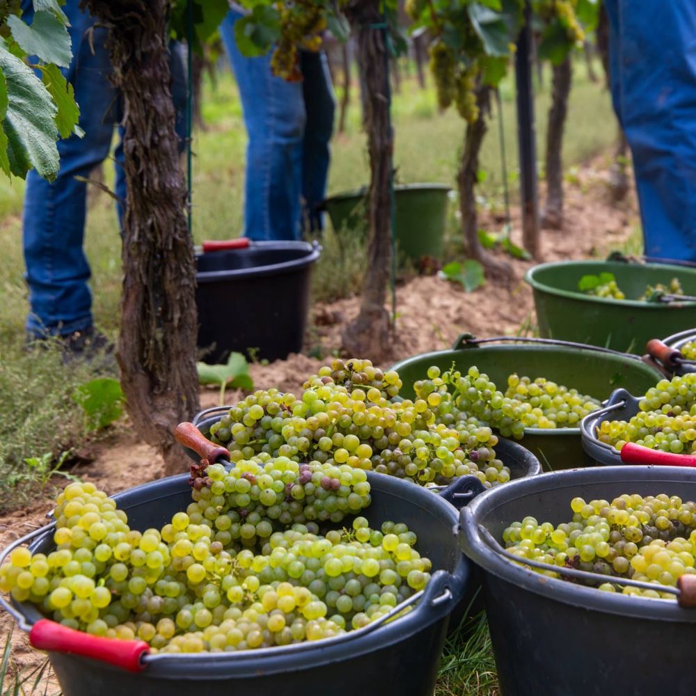 Wein aus Rheinland-Pfalz: Warum die Preise steigen müssen