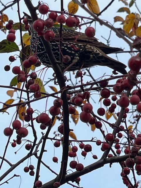 Black speckled bird drunk on with berries.