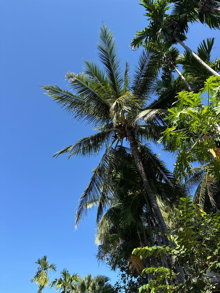 Blue sky, green palm tops