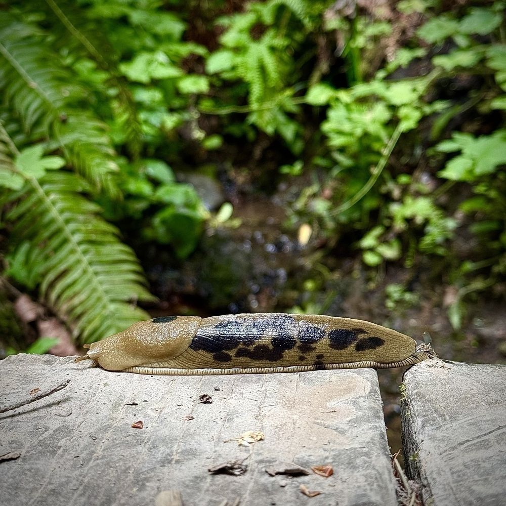 A close-up of a large Pacific Banana slug with distinct black spots crawling on a wooden surface amidst lush green foliage.
