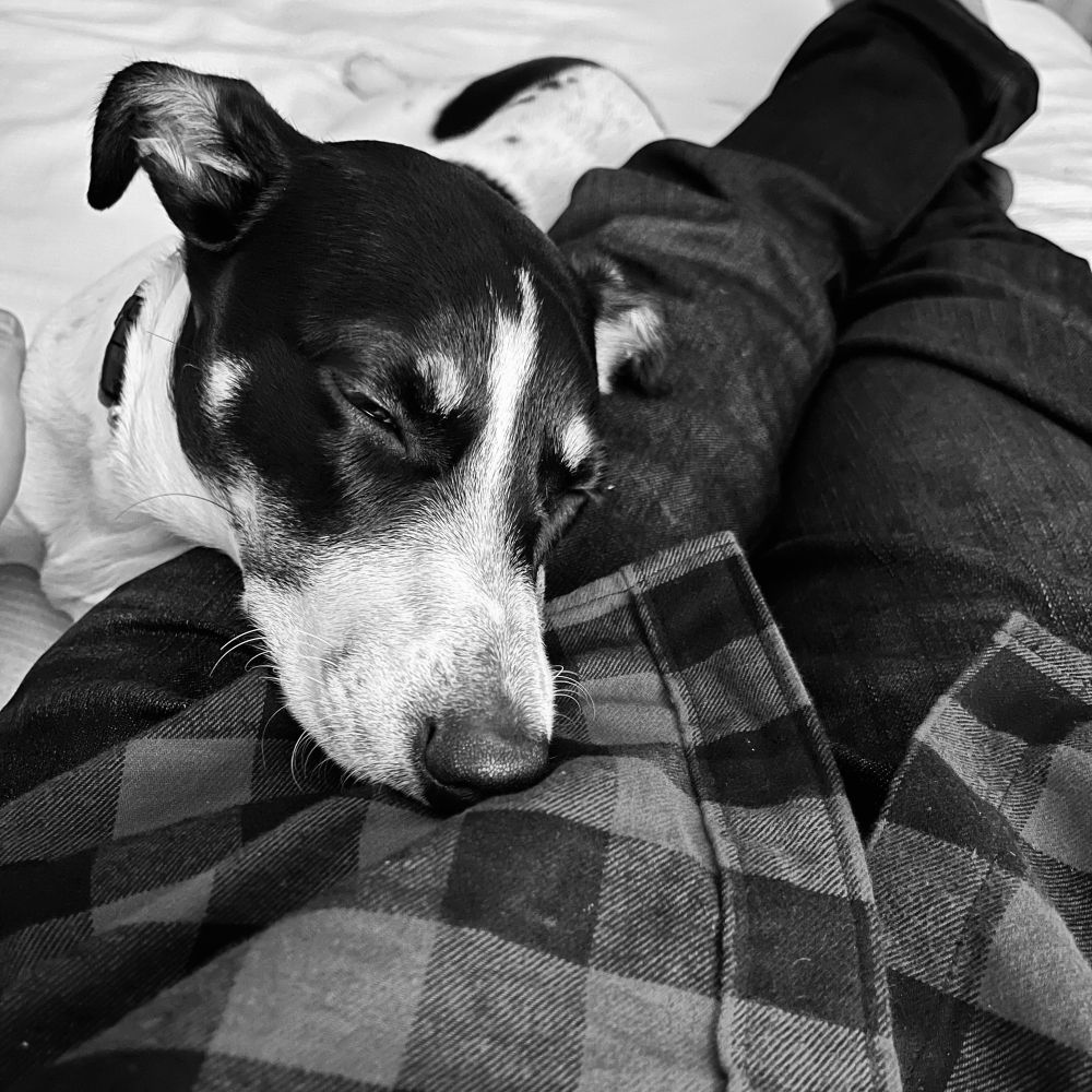A black and white photo of a black and white dog snuggling up to a flannel shirt. 