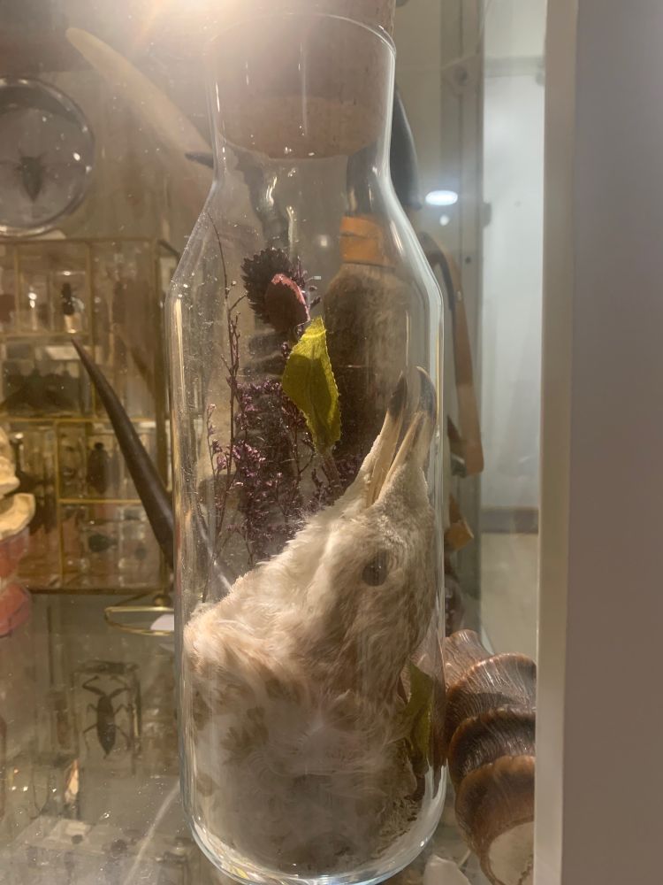 a seagull head in a jar