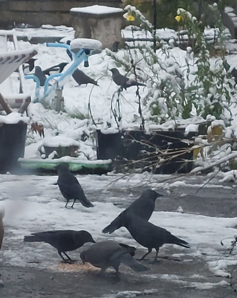 Four jackdaws and a pigeon in the foreground eating bird seed and mealworms in the snow, in the background, behind a seesaw and many wintry plants in pots, on snow-covered grass are three jackdaws and two magpies.