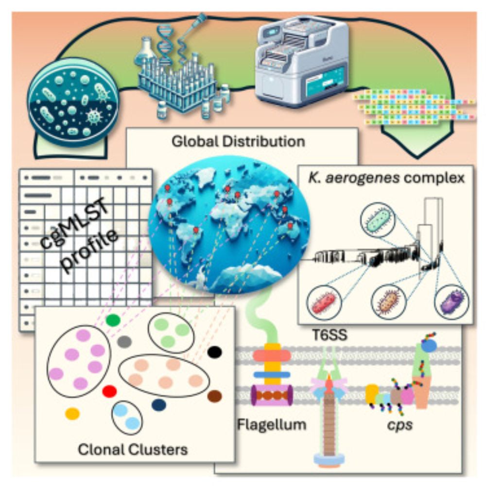 Population genomics uncovers global distribution, antimicrobial resistance, and virulence genes of the opportunistic pathogen Klebsiella aerogenes