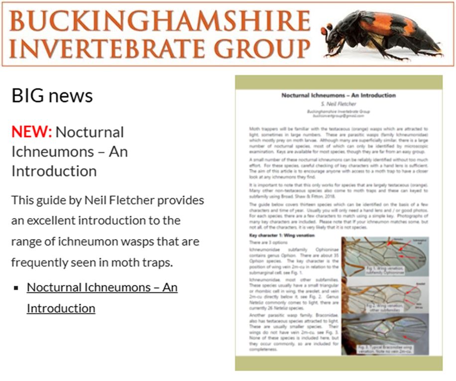 Screenshot of the Bucks Invertebrate Group website: BIG news
NEW: Nocturnal Ichneumons – An Introduction
This guide by Neil Fletcher provides an excellent introduction to the range of ichneumon wasps that are frequently seen in moth traps. 