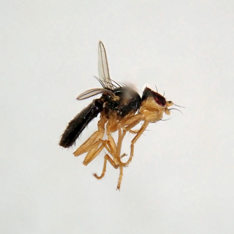 A side view of the very small fly, body is mostly black, with bright yellow head markings and legs. The wings can be seen but they are really just narrow flaps with reduced venation compared to most flies