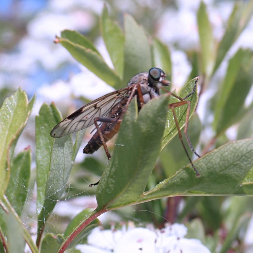 A Downlooker Snipefly sitting on a Hawthorn leaf in a non-typical posture with head upwards