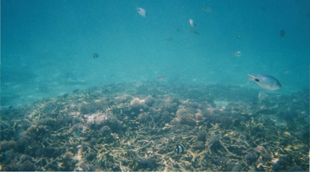 With technology expanding at breakneck speeds, it's uncertain which seabed floor minerals will be needed in the coming decades.
